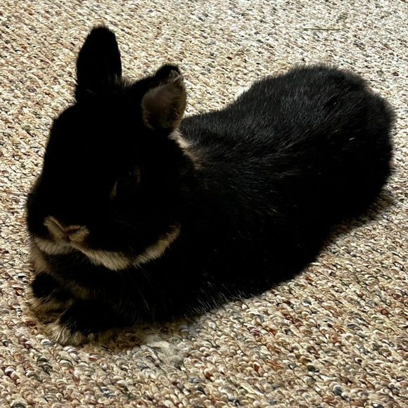 Meet your Posher, Yvonne - Picture 7 of 10